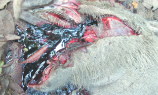 Barbaric bombing of wild boar in Wildlife Sanctuary